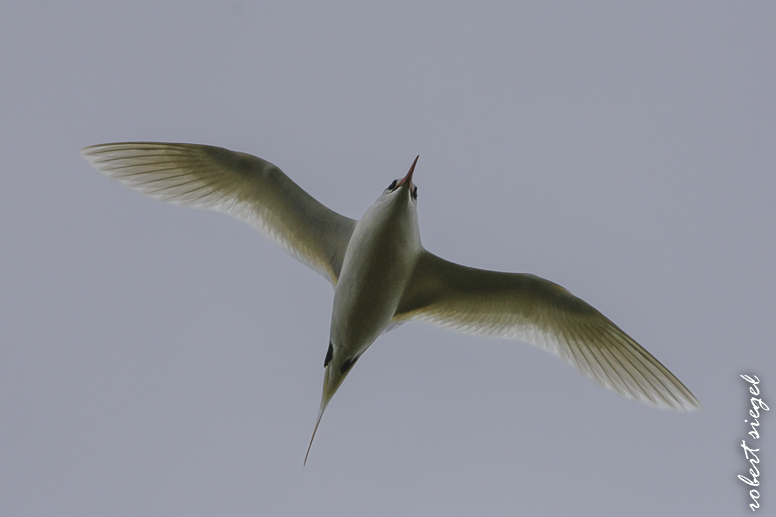 easter island tropicbird